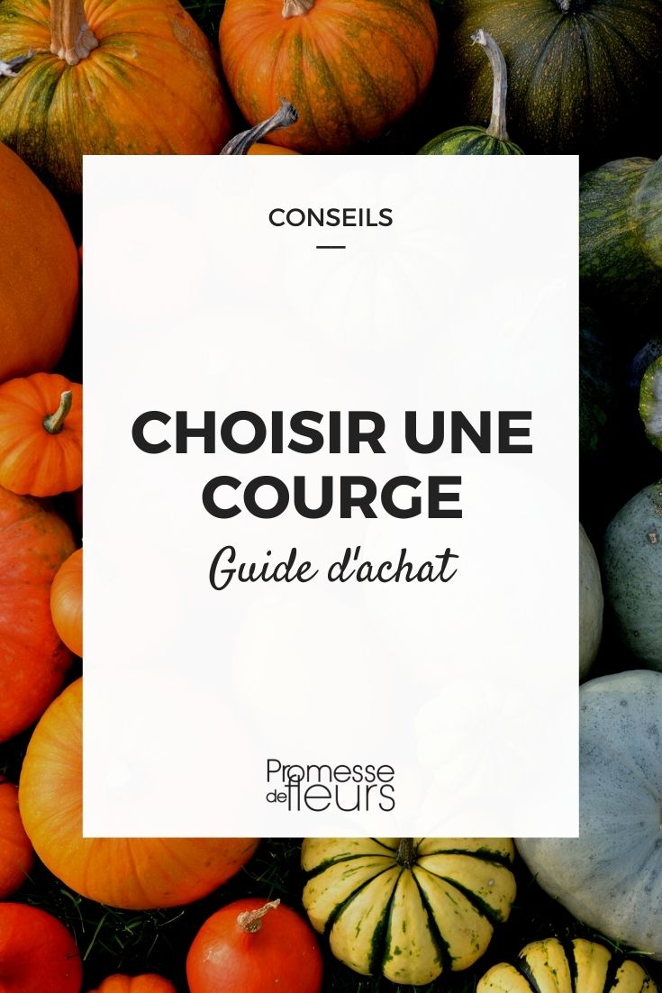 choisir une courge