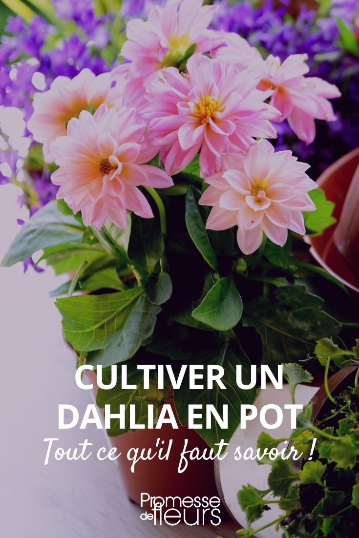 dahlia en pot