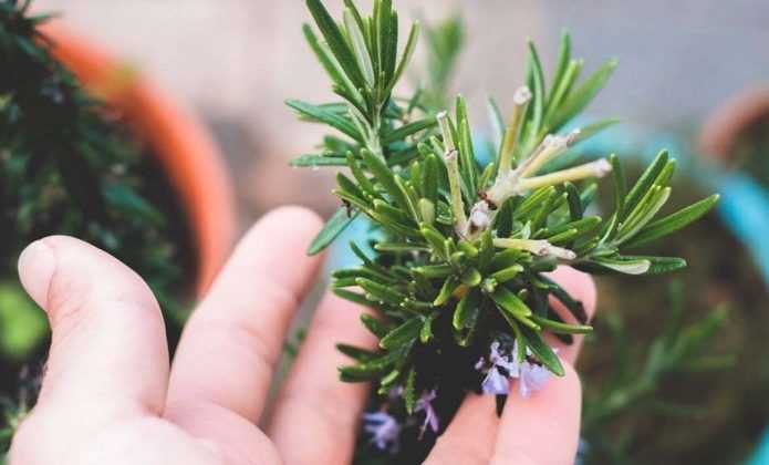 Cultiver un romarin en pot - Blog Promesse de fleurs
