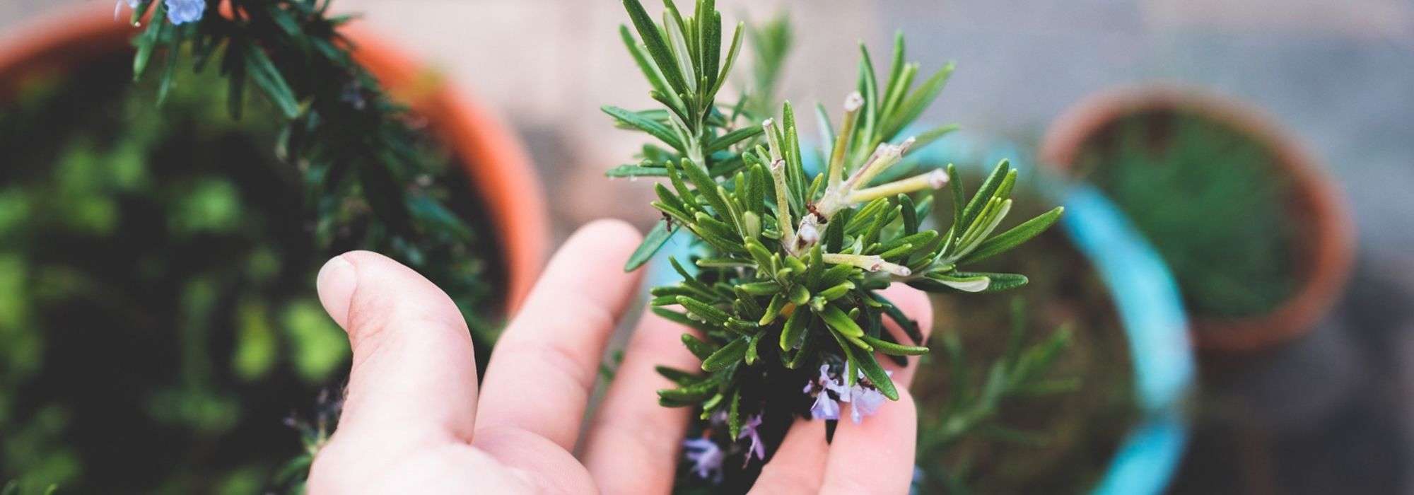 Planter, entretenir et récolter le romarin - Mon Jardin Ideal