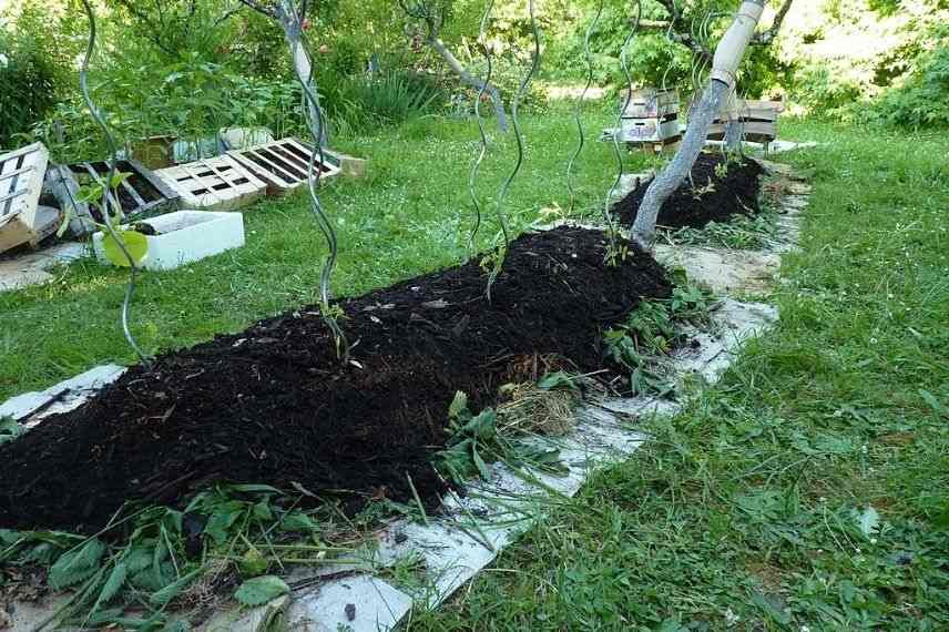 permaculture, culture en lasagne, alternatives sol dur