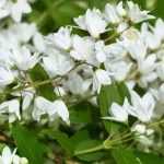 Deutzia : 5 idées d'association