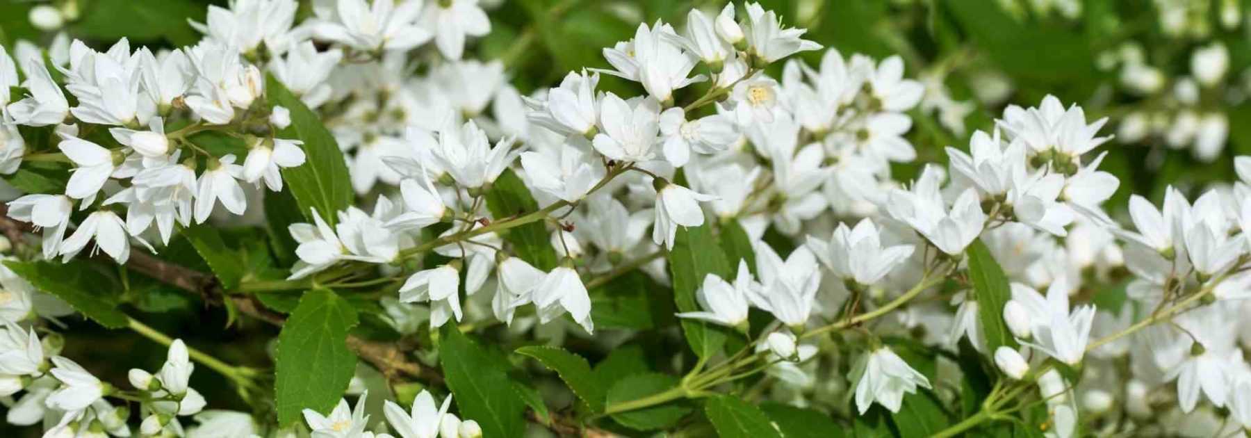 6 arbustes à floraison de fin de printemps