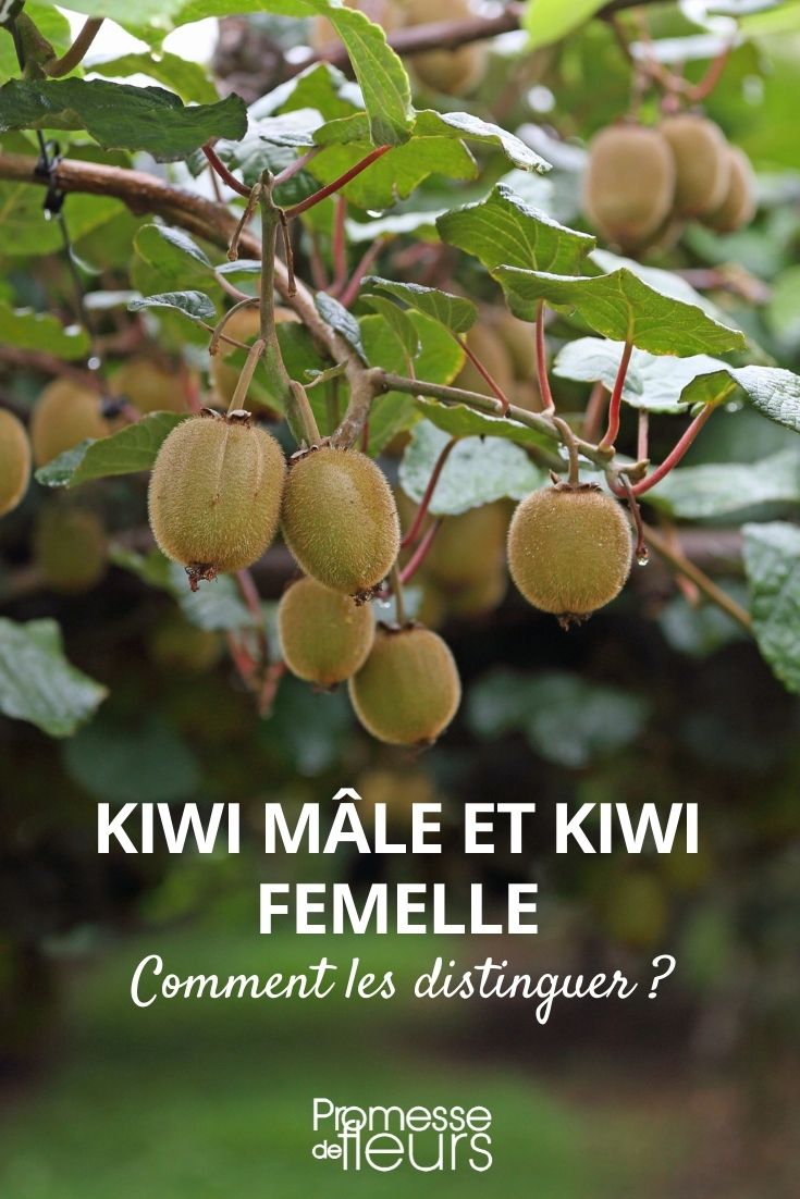 Distinguer kiwi male et femelle