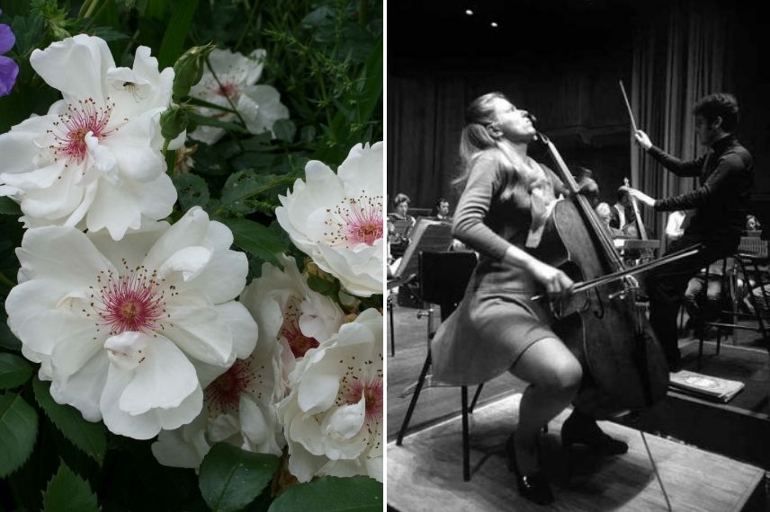 rosier jacqueline du pré violoncelliste