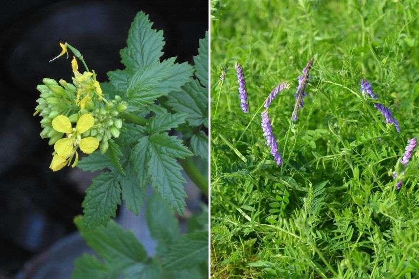 engrais vert culture sous serre