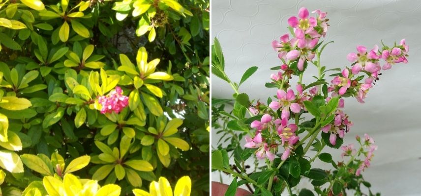 escallonia floraison estivale, arbuste floraison été