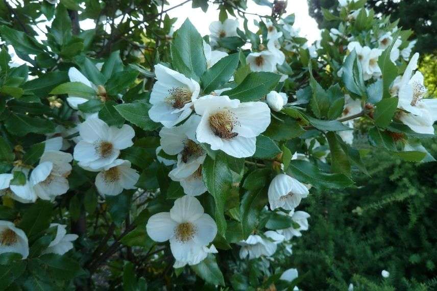 Eucryphia arbuste floraison fin d'été