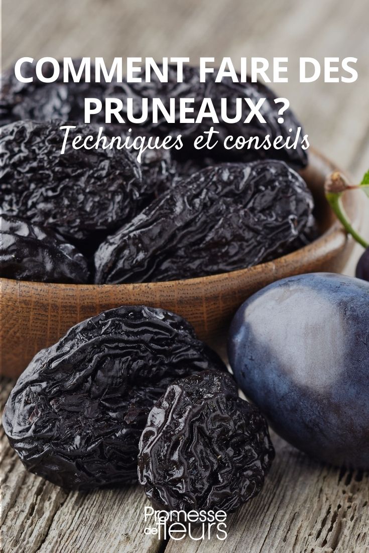 faire sécher des prunes pour faire des pruneaux