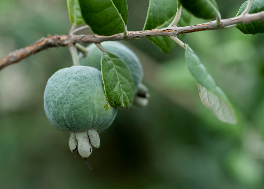 feijoa