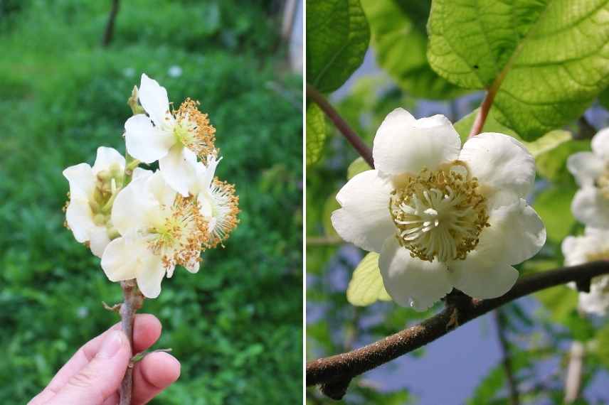 kiwi male ou femelle, kiwi distinguer fertile autofertile, Actinidia male ou femelle