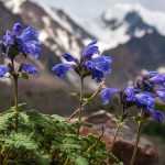 9 plantes vivaces pour aménager une rocaille alpine