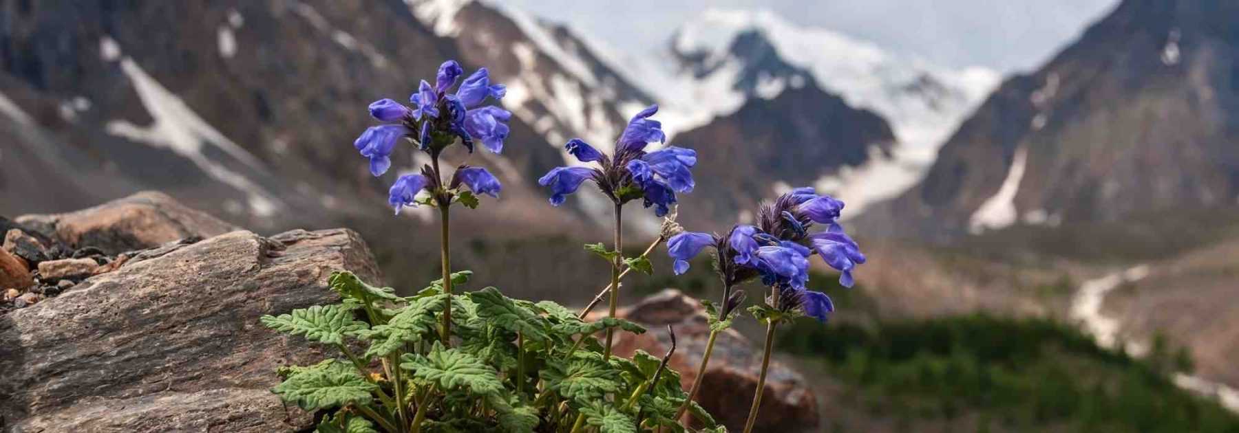 9 plantes vivaces pour aménager une rocaille alpine