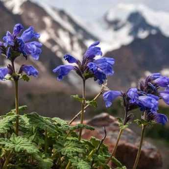 9 plantes vivaces pour aménager une rocaille alpine
