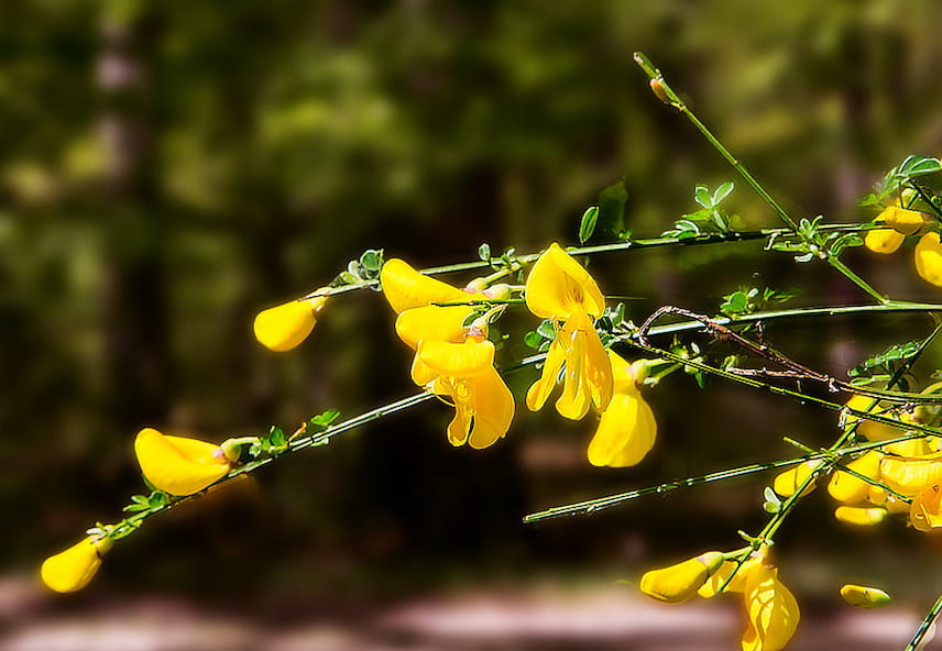 genêt cytisus