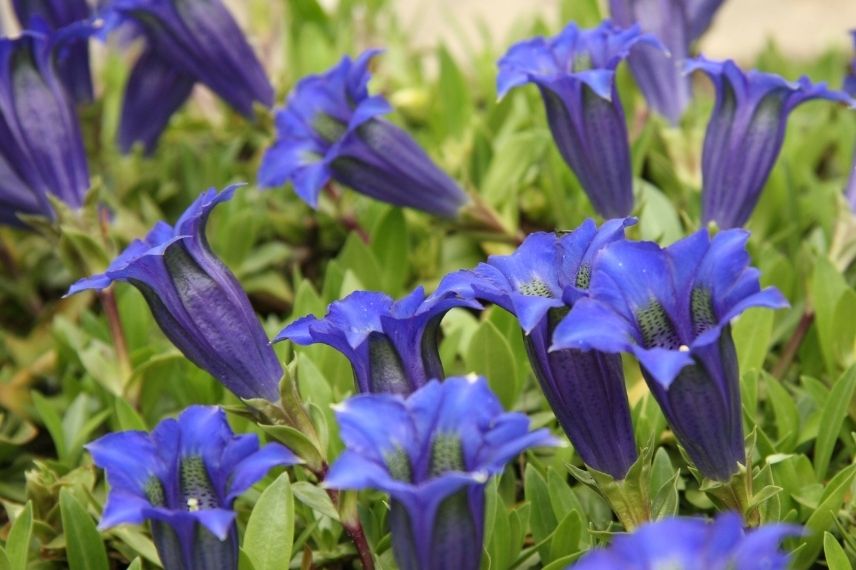 Gentiane des Alpes rocaille, plante de rocaille alpine