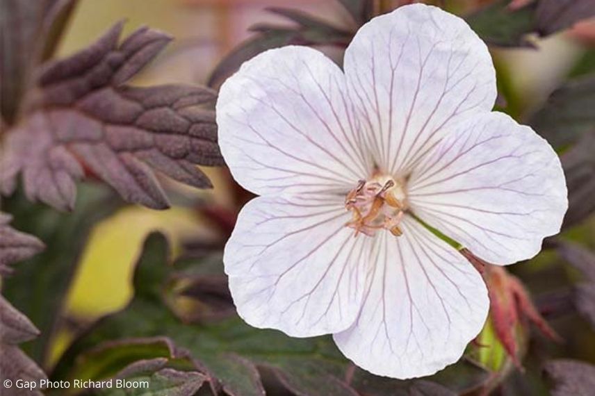 Geranium vivace feuillage pourpre