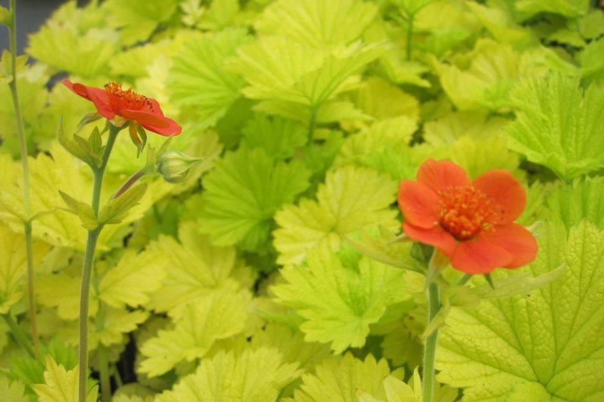 benoîte dorée, plante feuillage jaune