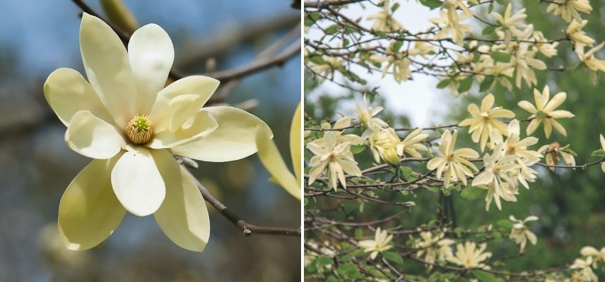 Magnolia fleur en étoile jaune