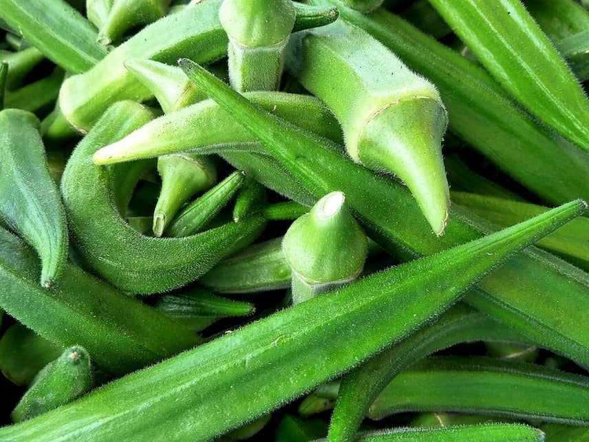 Gombo Okra 