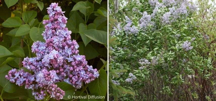 lilas bleu violet