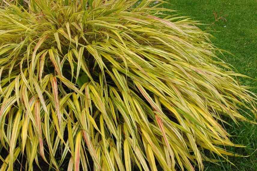 herbe du japon à feuillage panaché