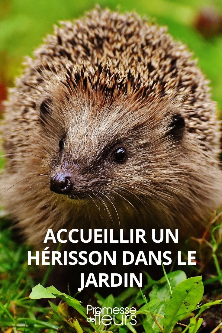 hérisson au jardin