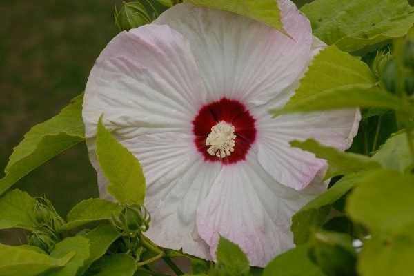 Les hibiscus herbacés : qui sont-ils ?