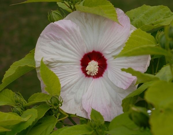 Les hibiscus herbacés : qui sont-ils ?