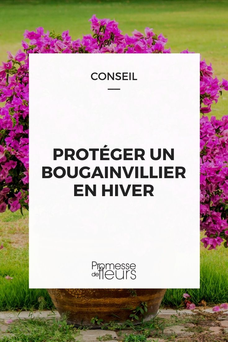 hiverner un bougainvillier