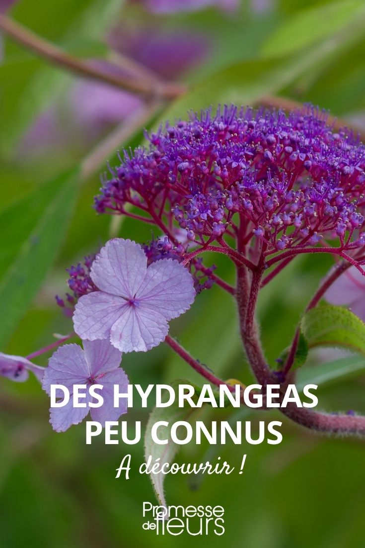 hydrangea atypique