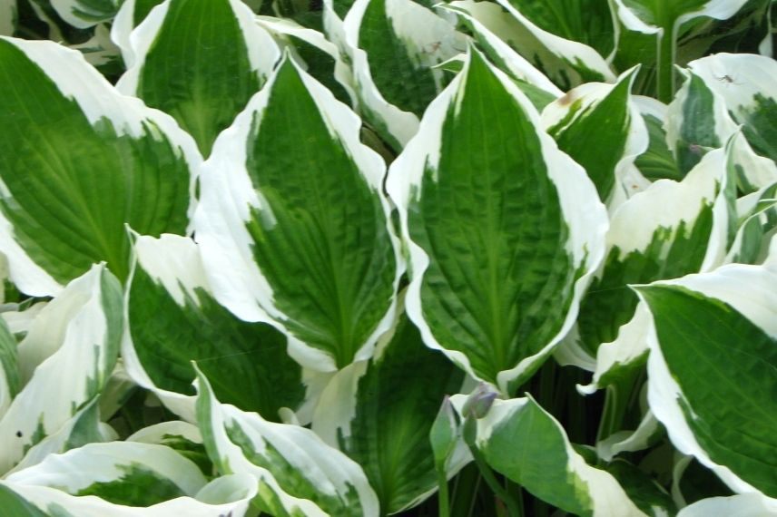 hosta à feuillage panaché