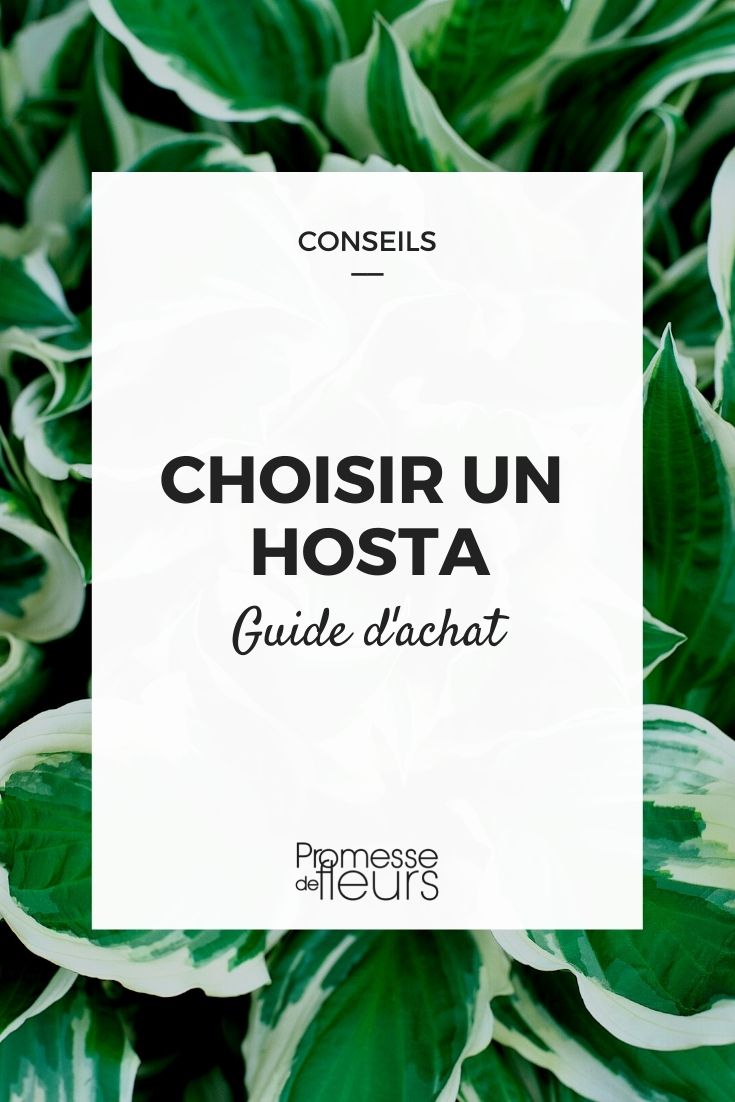 hosta choisir