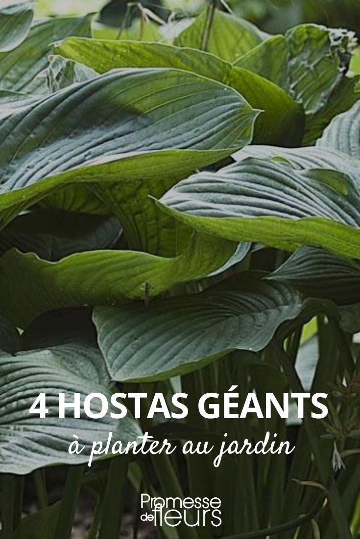 Sélection d'Hostas géants