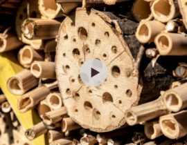 Hôtel à insectes : pour qui et comment ?