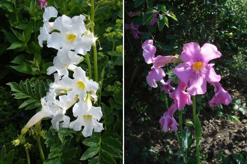 Incarvillées répulsif naturel contre taupe