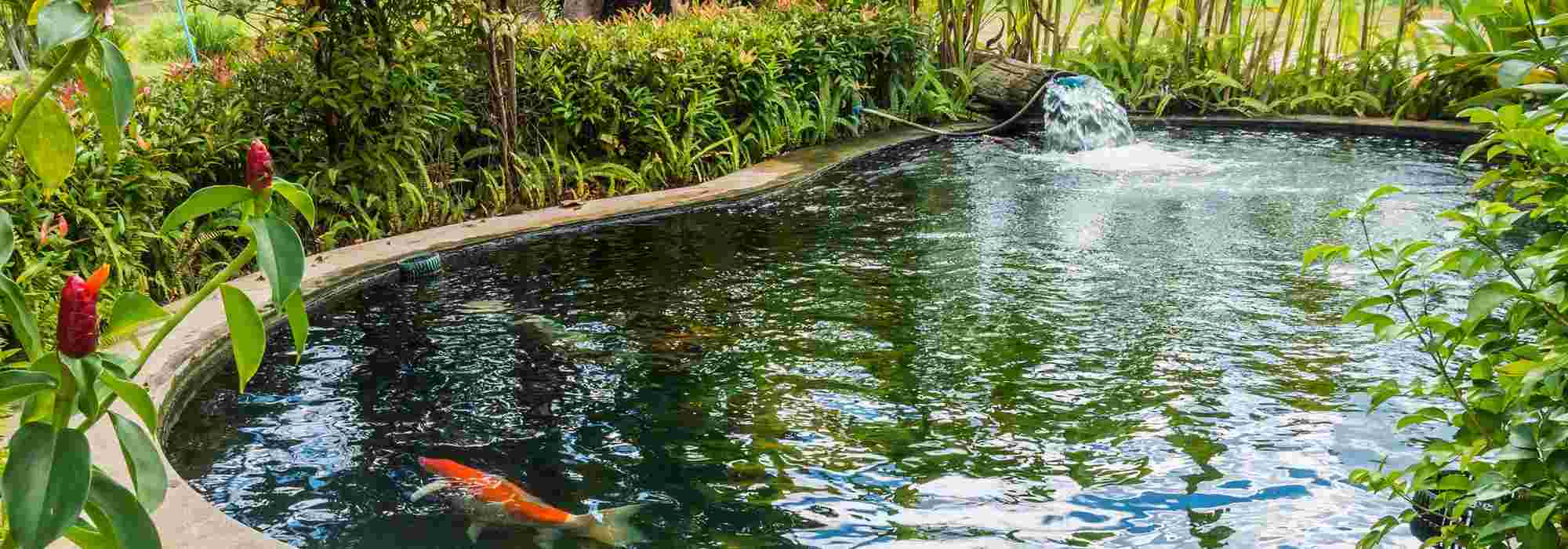 Introduire des poissons dans un bassin