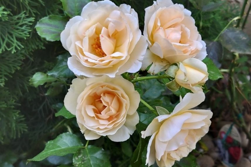 rosier parfumé, roses de l'histoire