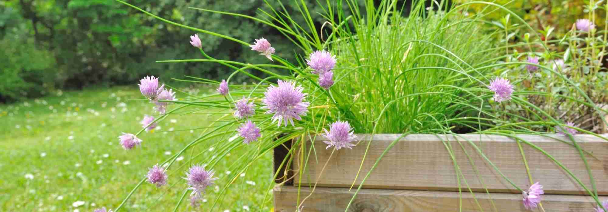 Jardinière auto-irrigante Cobble Trio pour les herbes aromatiques