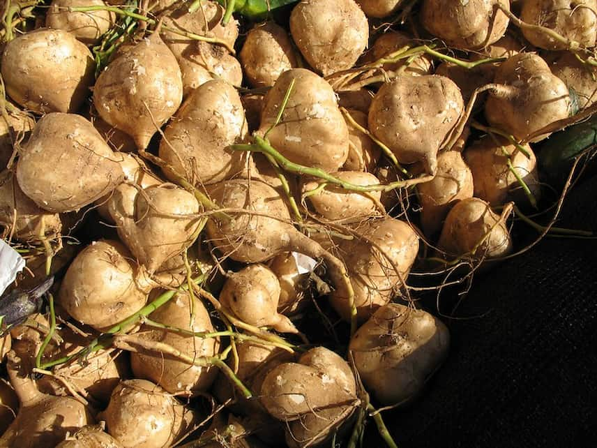 10 légumes insolites et curieux - Promesse de Fleurs