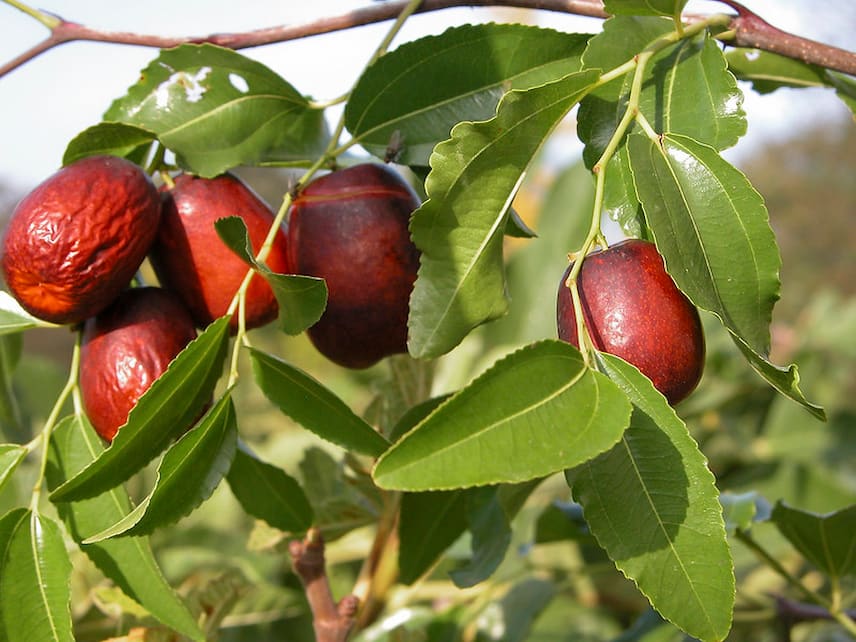 13 arbres fruitiers méditerranéens - Promesse de Fleurs