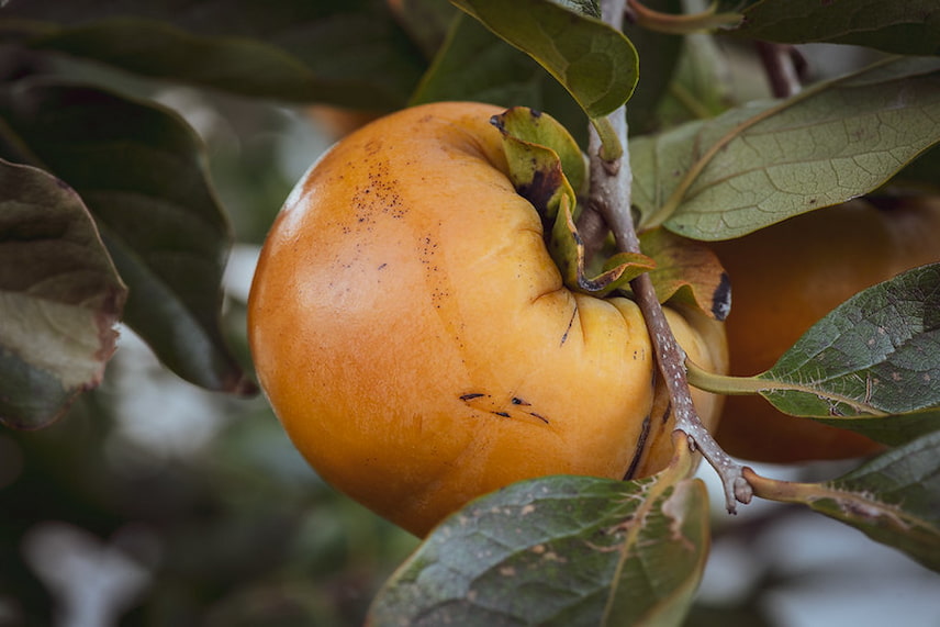 kaki-pomme diospyros kaki fuyu