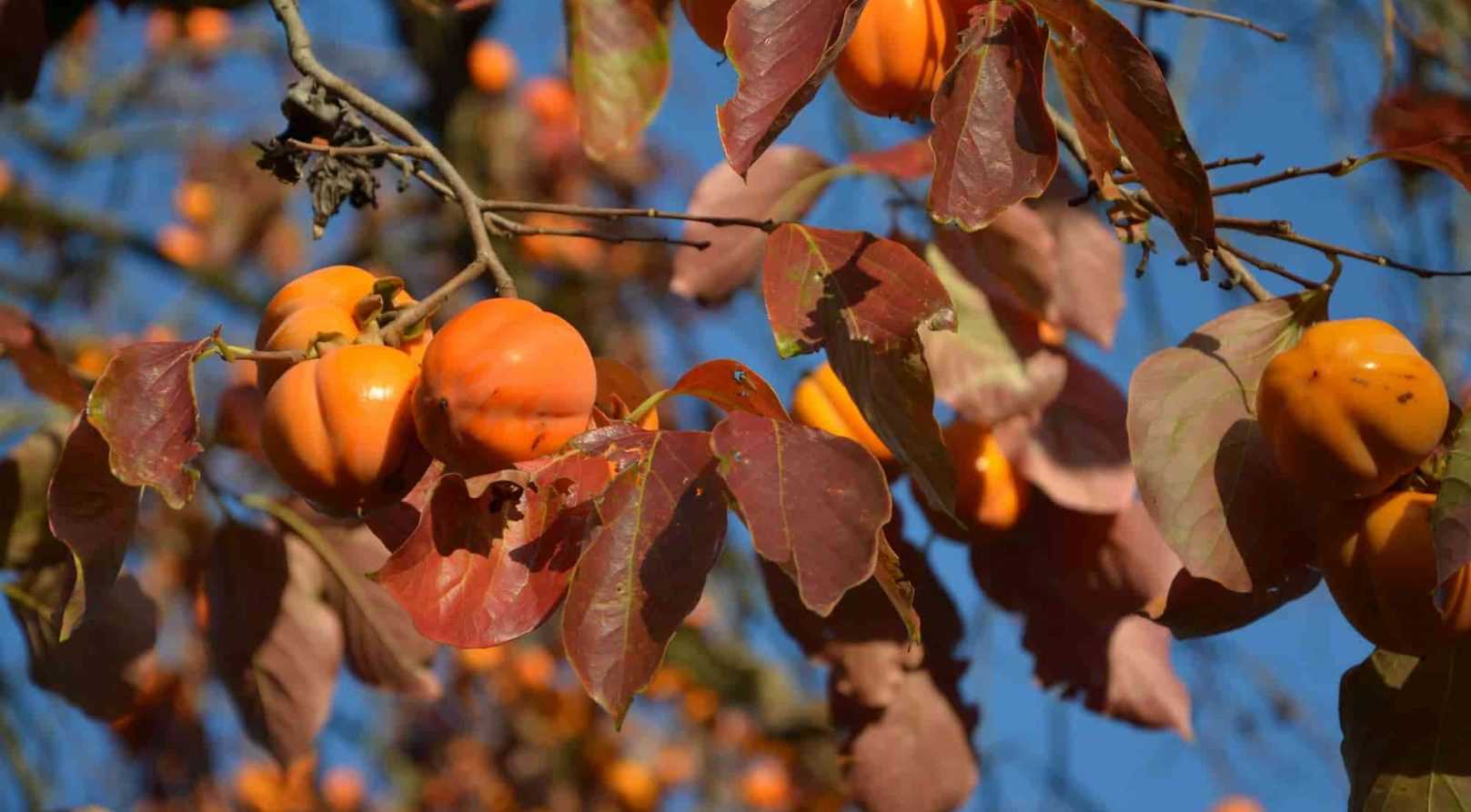 Les fruits astringents