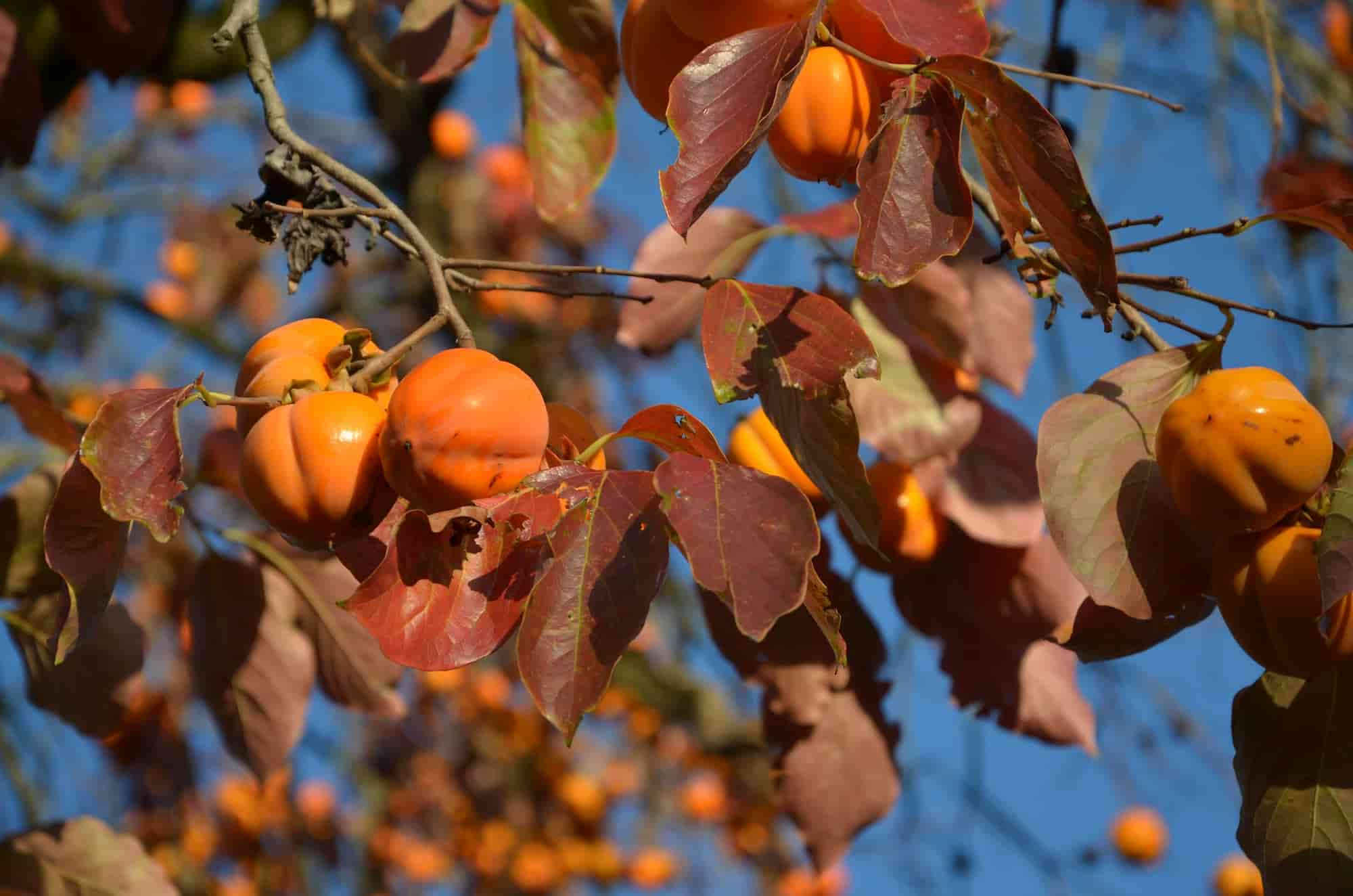 Les fruits astringents