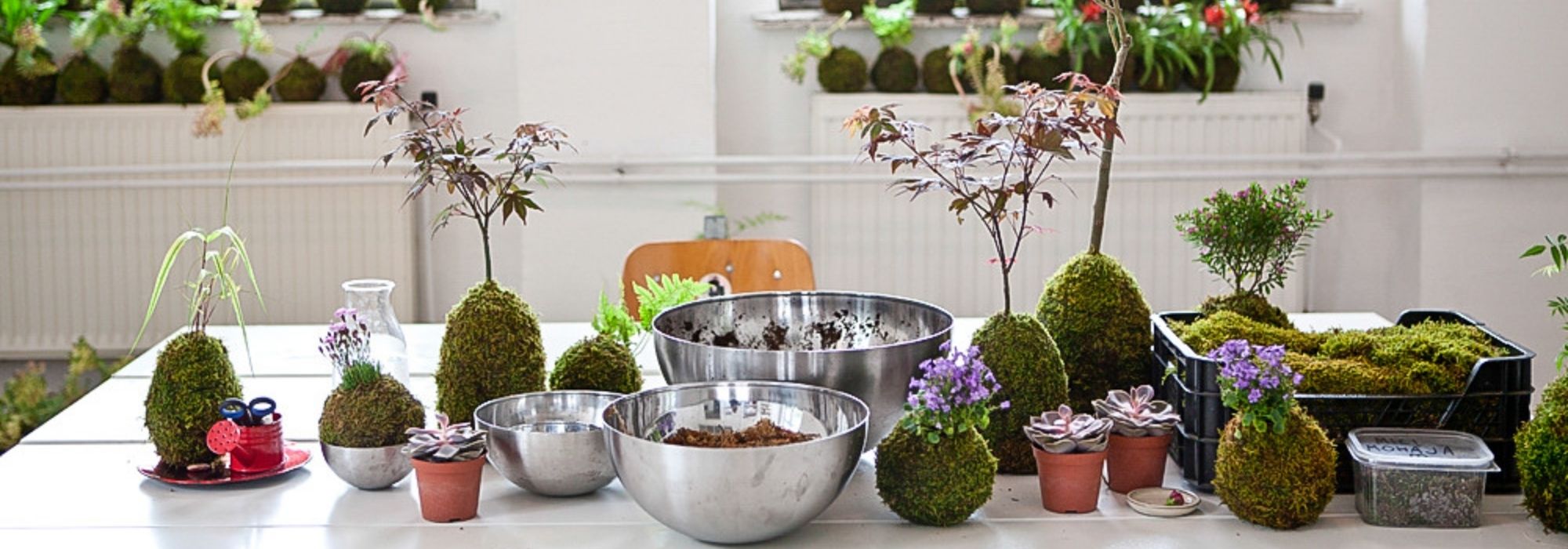 Comment faire un kokedama ? - Promesse de Fleurs