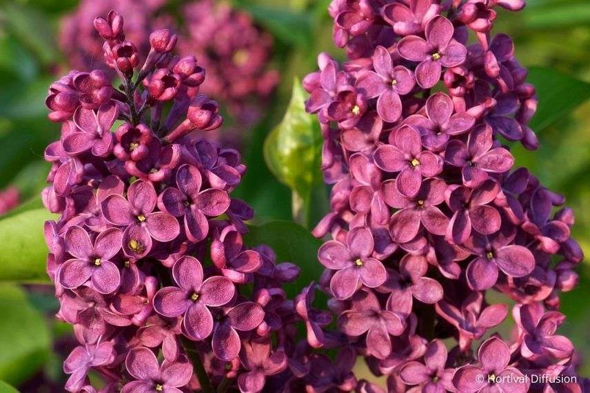 ancien lilas violet