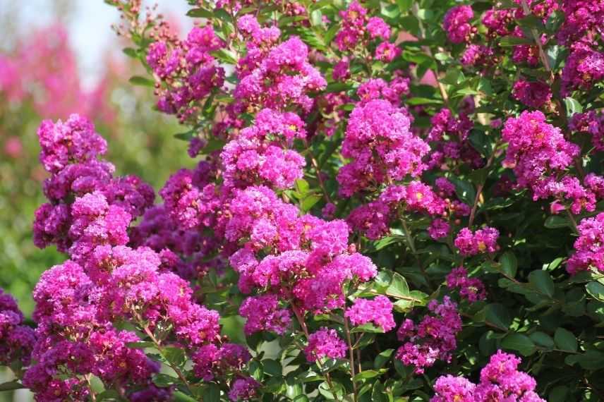 Lilas des Indes arbuste floraison estivale, Lilas d'été 