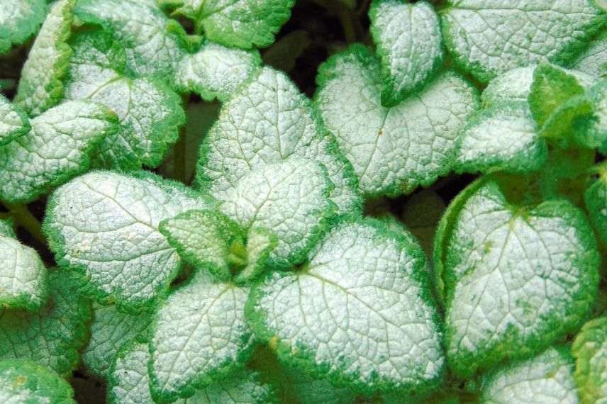 lamier blanc, lamier à feuillage panaché