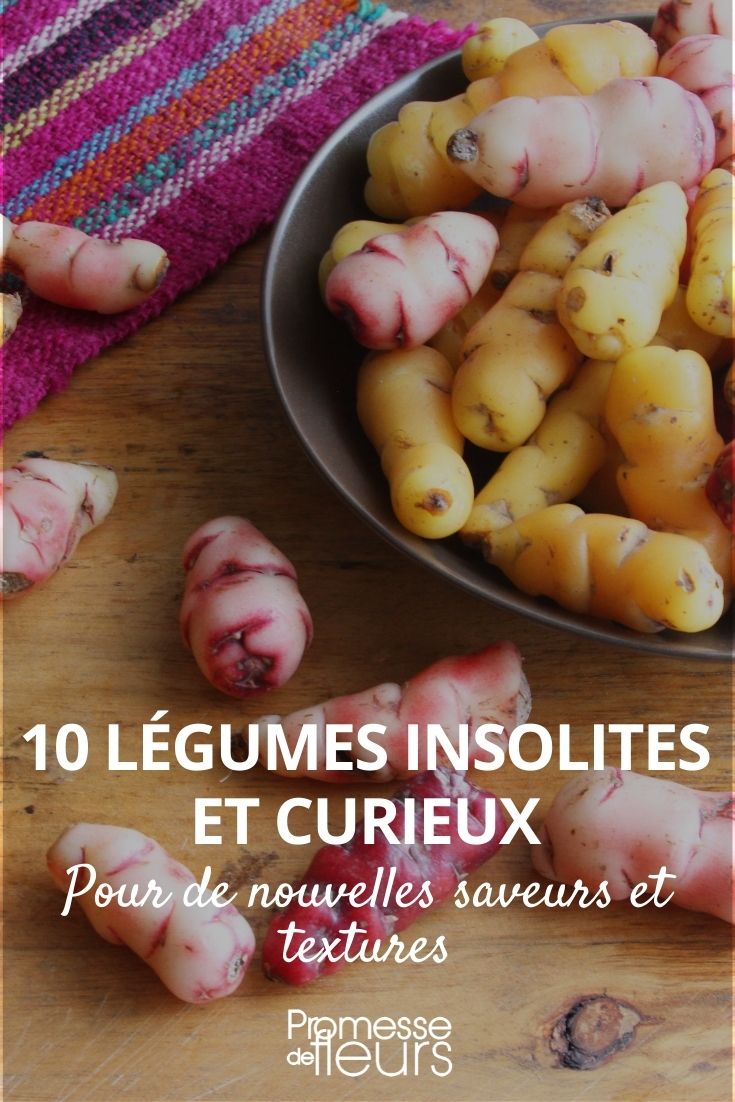 Légume insolite  Pépinière Poiroux