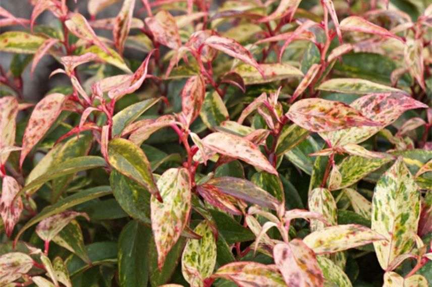 leucothoe en pot, arbuste persistant en pot